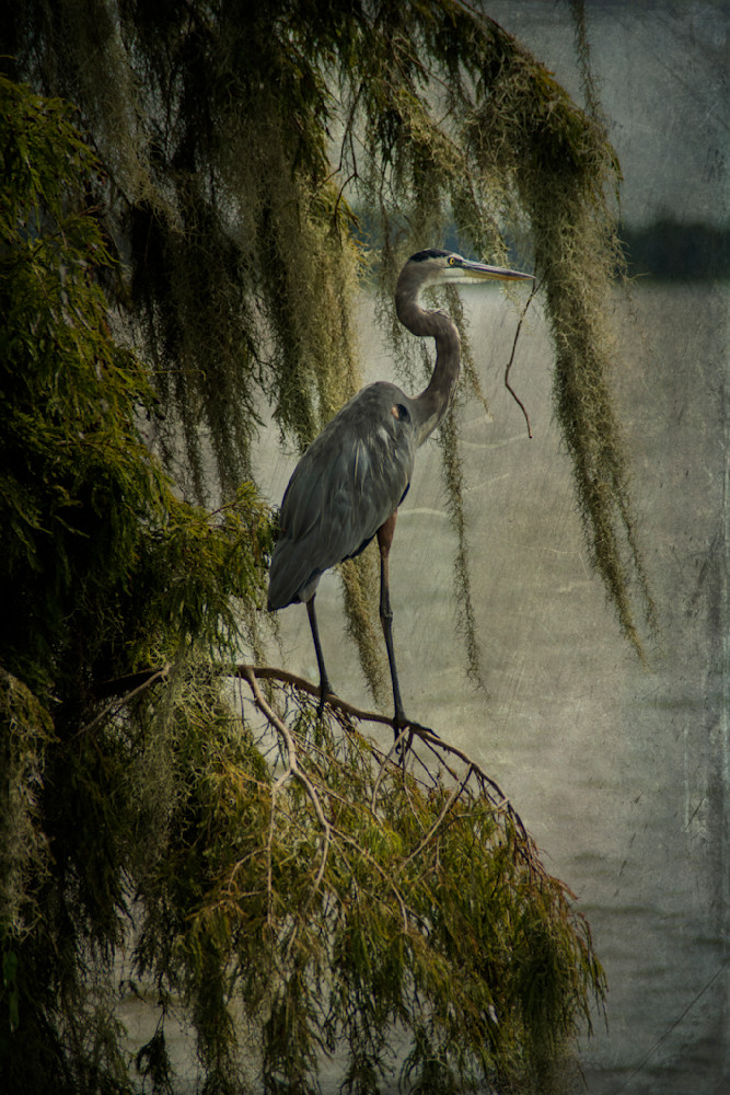 Great Blue Heron Perched Photography Art | Lori Ballard Photography