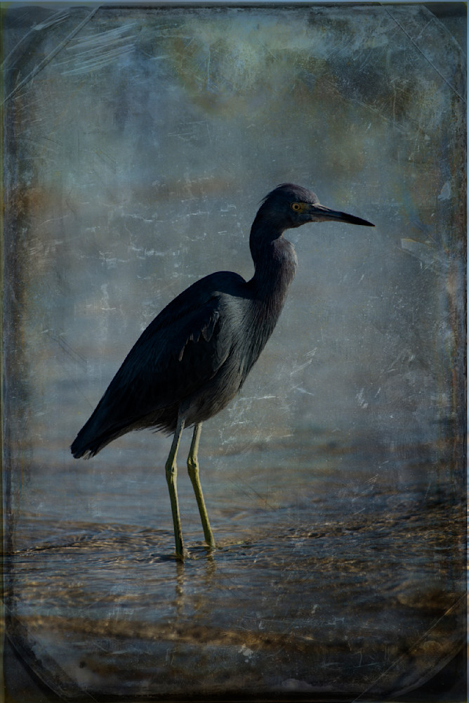 Little Blue Heron 01 Photography Art | Lori Ballard Photography