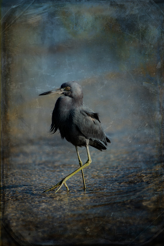 Little Blue Heron Strutting Photography Art | Lori Ballard Photography