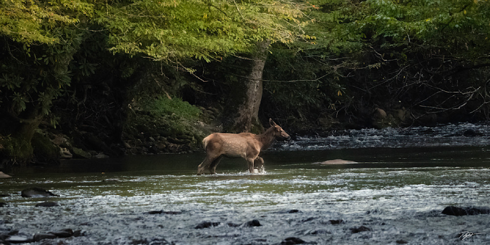 An Innocent Elk Calf Cross A River Print