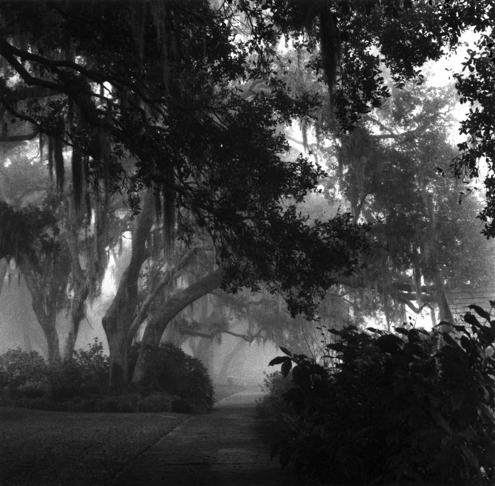 Oak trees and hanging Spanish moss line a misty path around Lake Apopka outside of Orlando, Florida