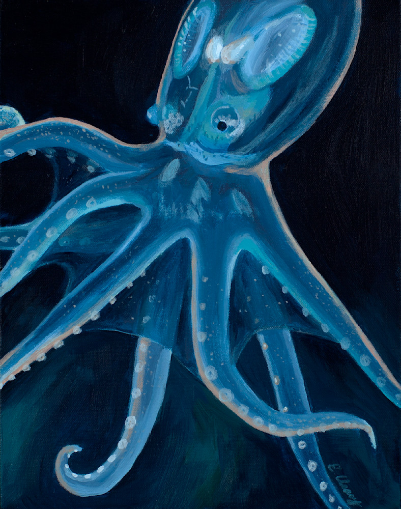 Cephalopod Art | Elizabeth Cleary