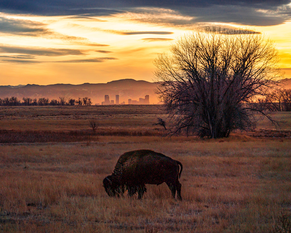Urban Wildlife. Colorado Photography Art | Kelley Dallas Photography