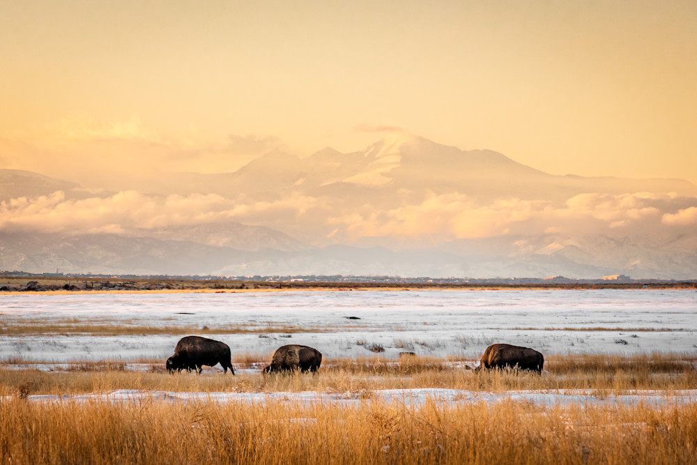 Bison At Sunset. Colorado Photography Art | Kelley Dallas Photography