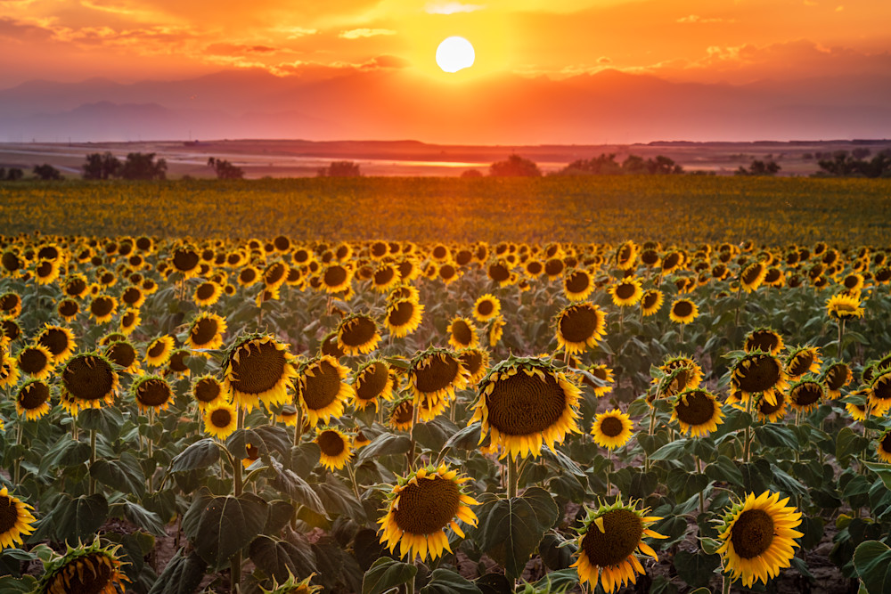 Sunflower Sunset. Colorado Photography Art | Kelley Dallas Photography