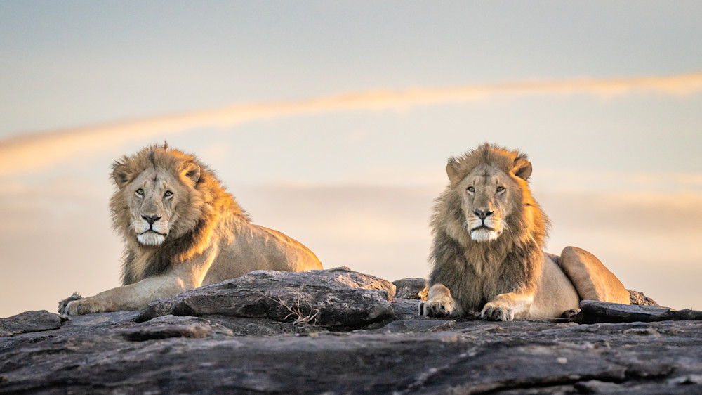 Regal Lions Art | Terrie Gray Photography LLC