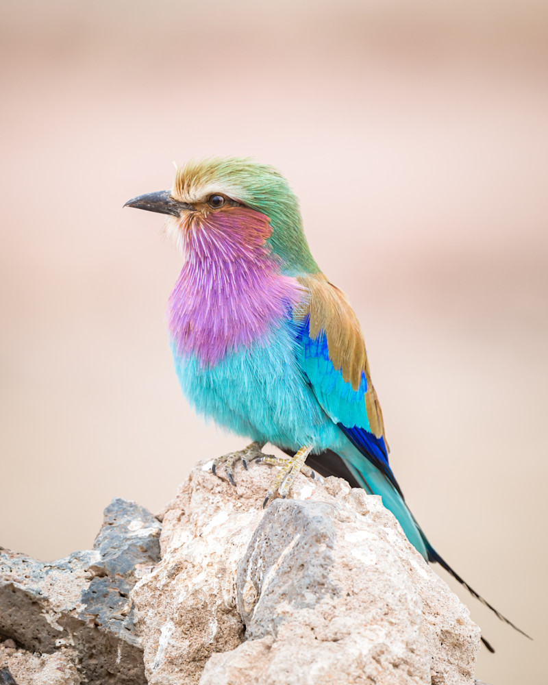 Lilac Breasted Roller Photography Art | Terrie Gray Photography