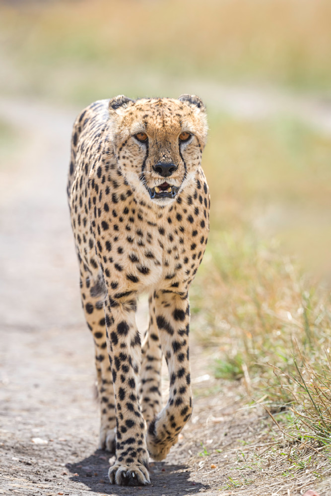 Walking Cheetah Photography Art | Terrie Gray Photography