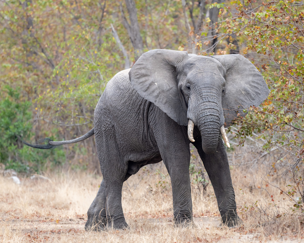 Charging Elephant Photography Art | Terrie Gray Photography