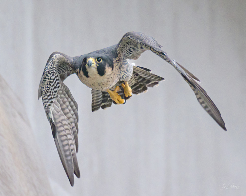 Peregrine Falcon Dive