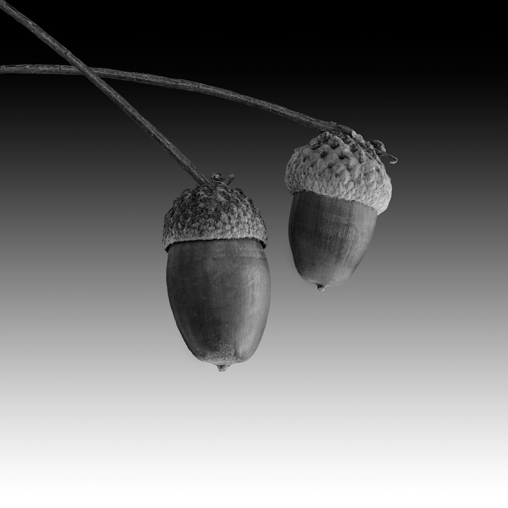 Very small Acorns can develop into very large canvas art.
https://www.royfraserphotographer.com/bw-abstract-flowers