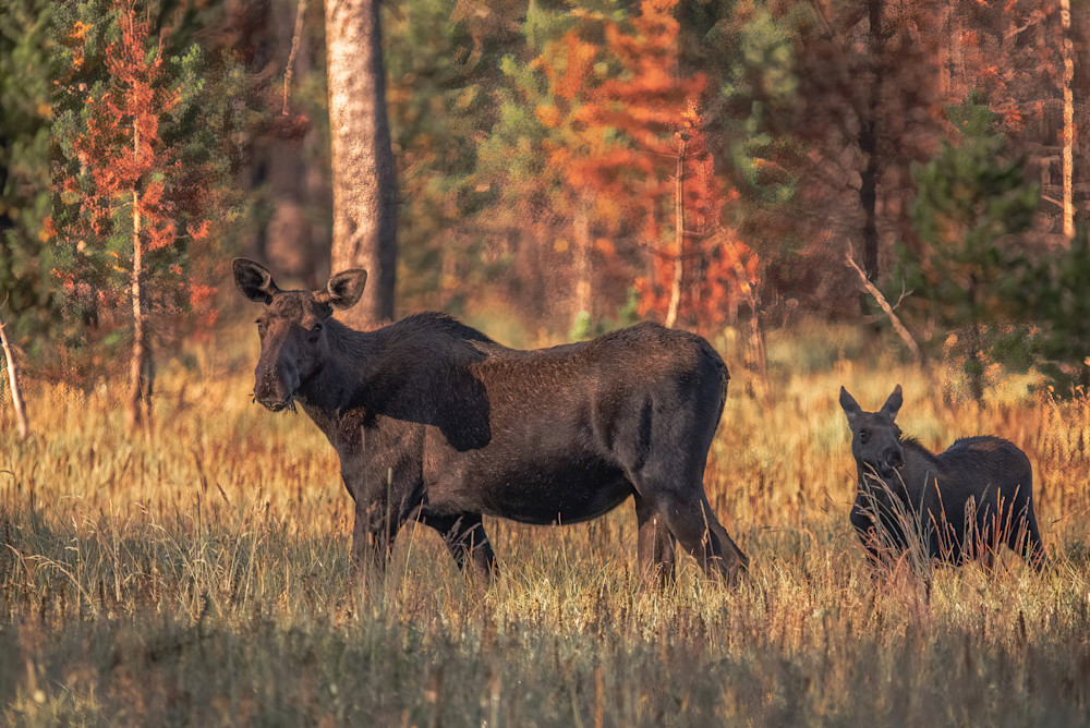 Buy Moose Wildlife Nature Photography Art from Grand Lake, Colorado. 