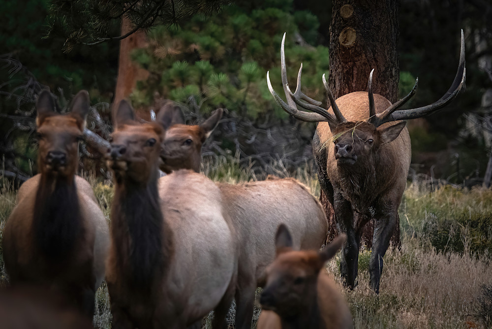 Shop Bull Elk Wildlife Photos from Rocky Mountain National Park, Colorado. 
