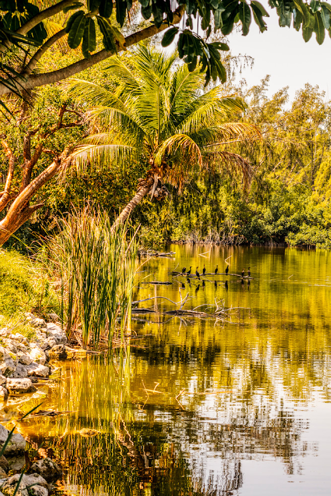 Sanibel Backwater Photography Art | Patricia Claire Photography