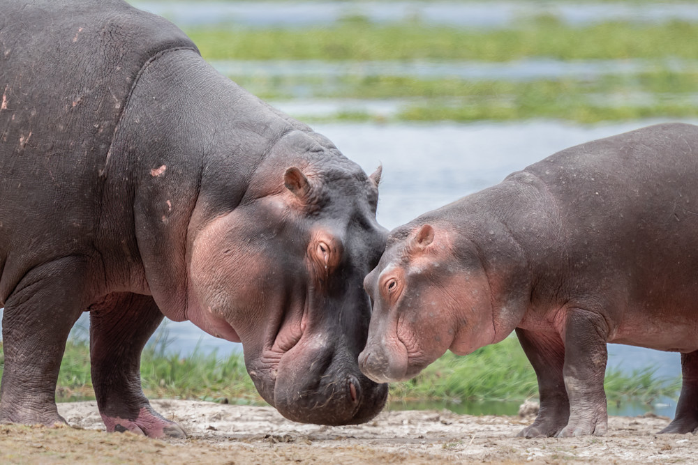 Happy Hippos Photography Art | Terrie Gray Photography
