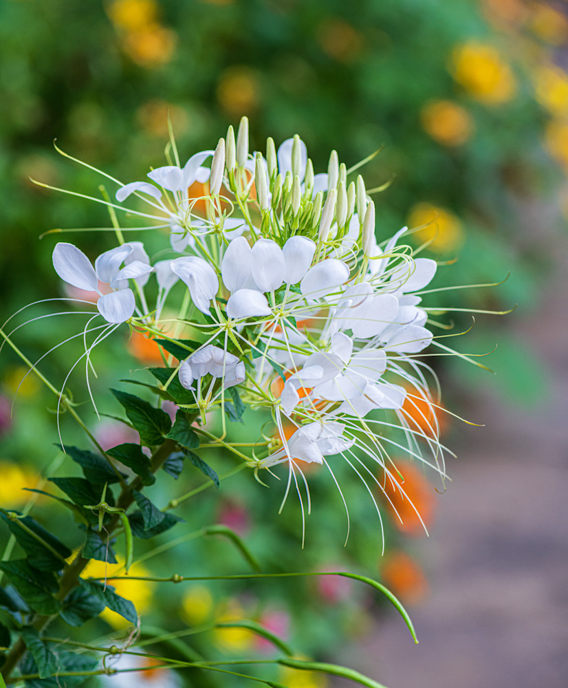 White Cleome Photography Art | Ken Wiele Photography