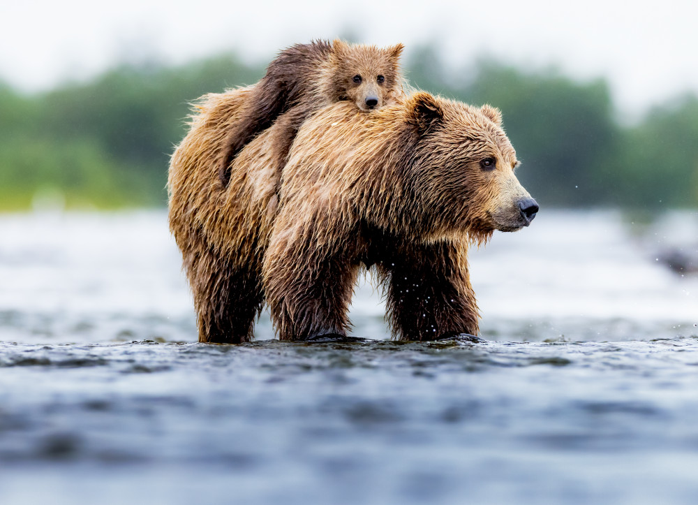 Alaskan brown Bear and Bear Cub Fishing Wildlife Photography
