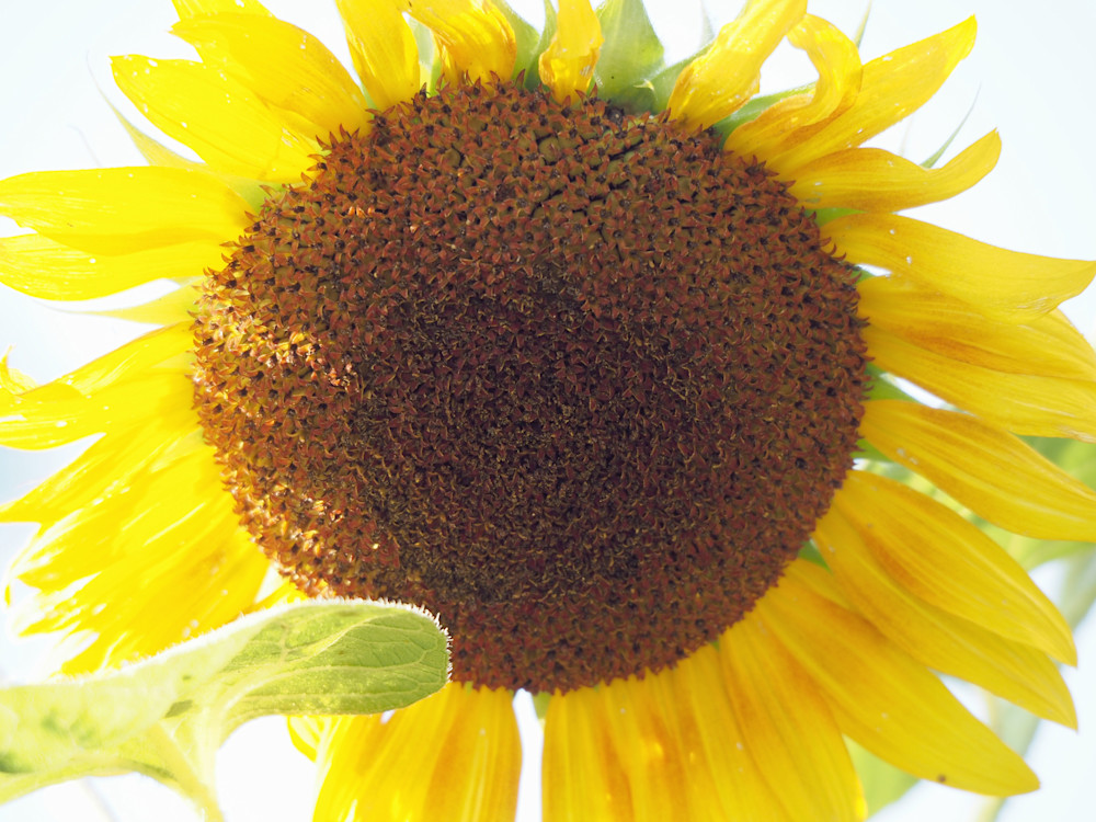 Bashful Yellow Sunflower