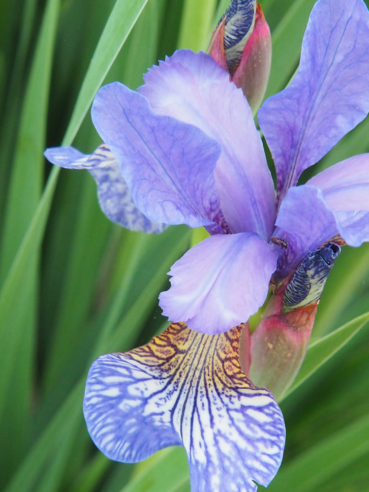 Purple Iris Beauty