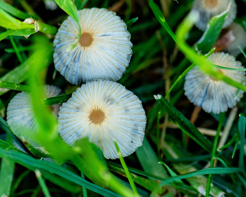Mushrooms 4 Photography Art | Webster Gallery