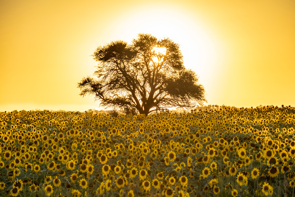 Sun and Sunflowers