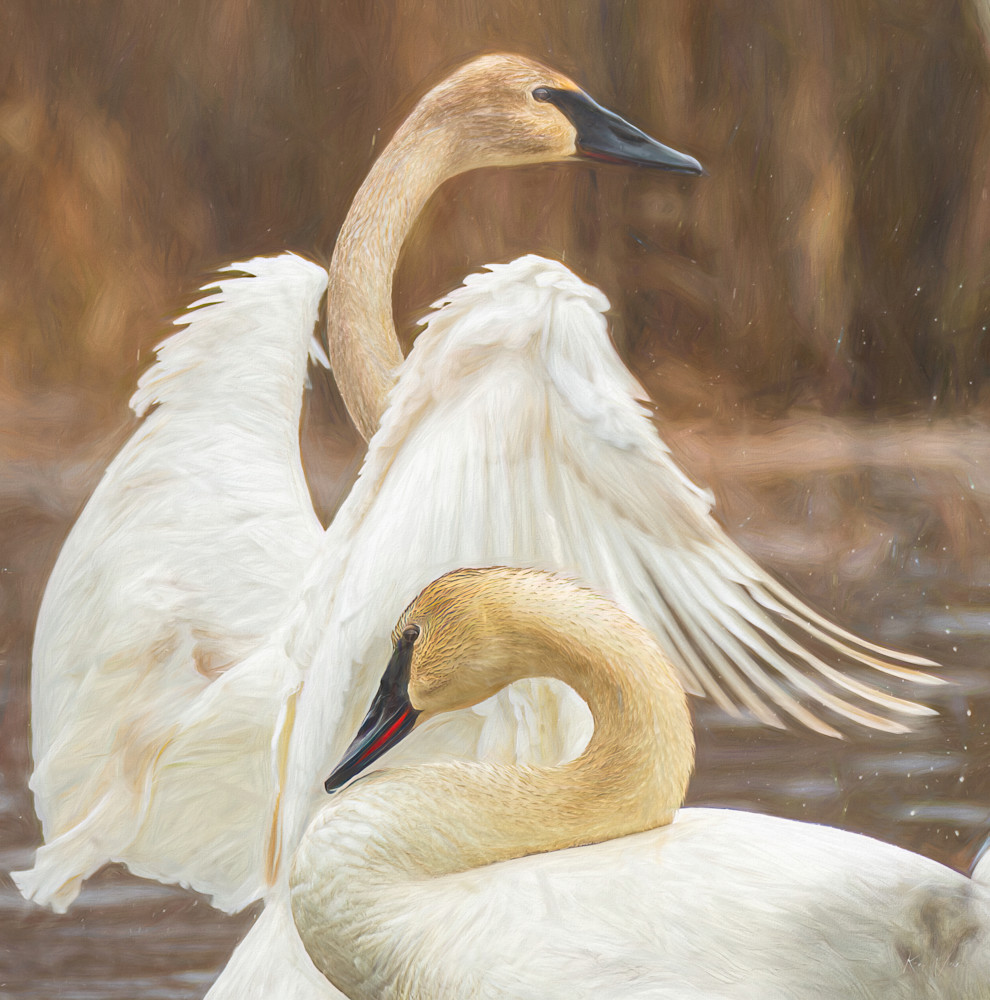 Swan Dance Photography Art | Ken Wiele Photography