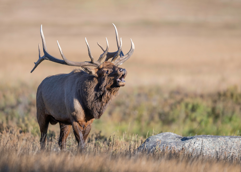 Rocky Mountain Elk, Rocky Mountain National Park  Photography Art | Tom Ingram Photography