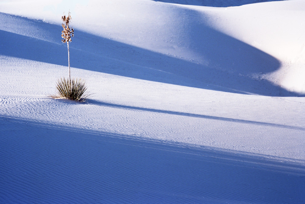Yucca in White Sands