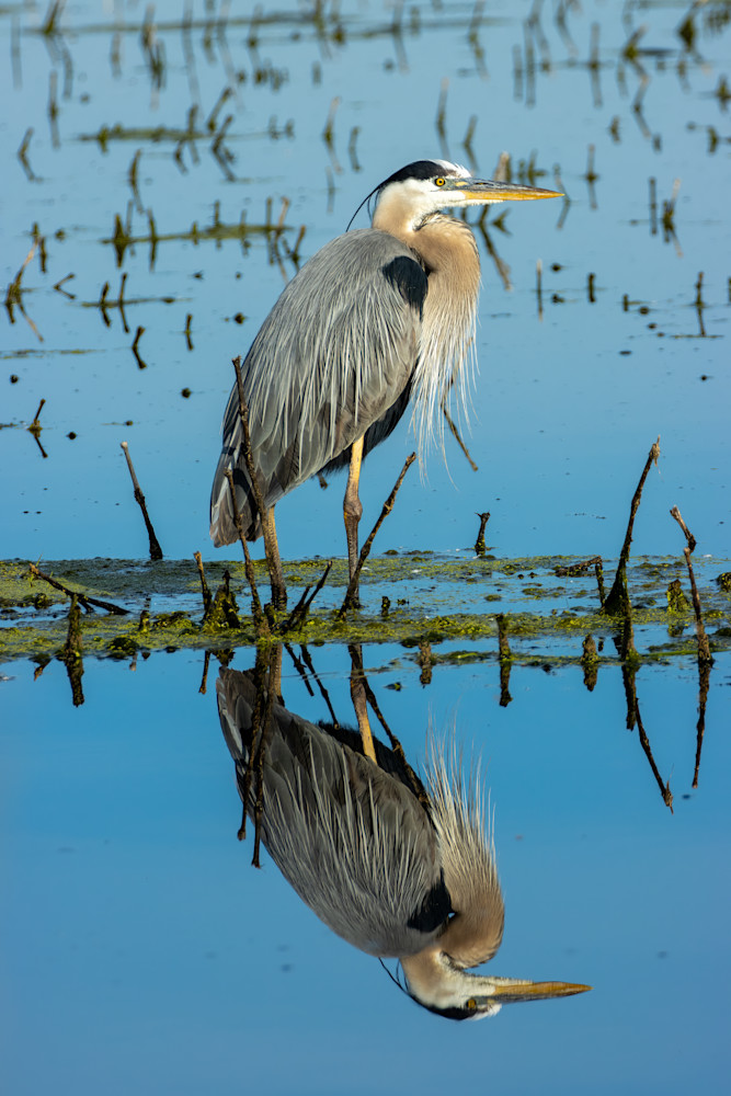 Great Blue Heron Reflection Photography Art | CSA Solutions