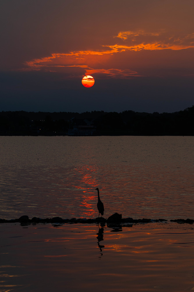 Blue Heron Sunrise Photography Art | CSA Solutions