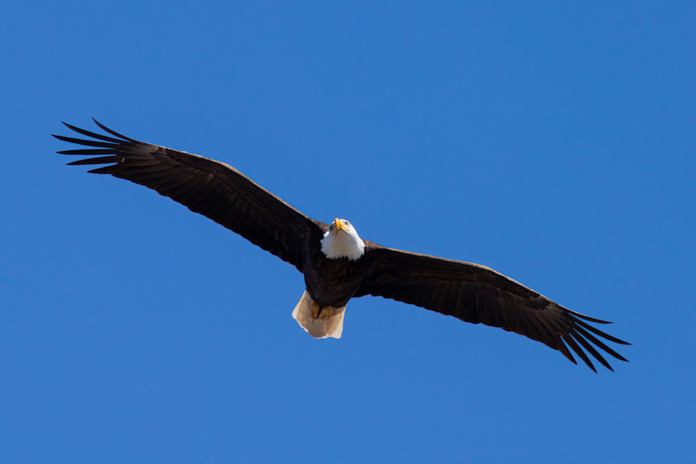 Bald Eagle In Flight Photography Art | CSA Solutions