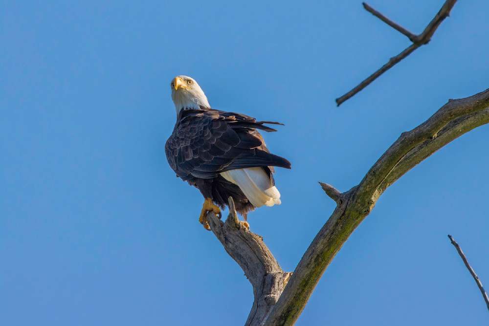 Bald Eagle In The Tree Photography Art | CSA Solutions
