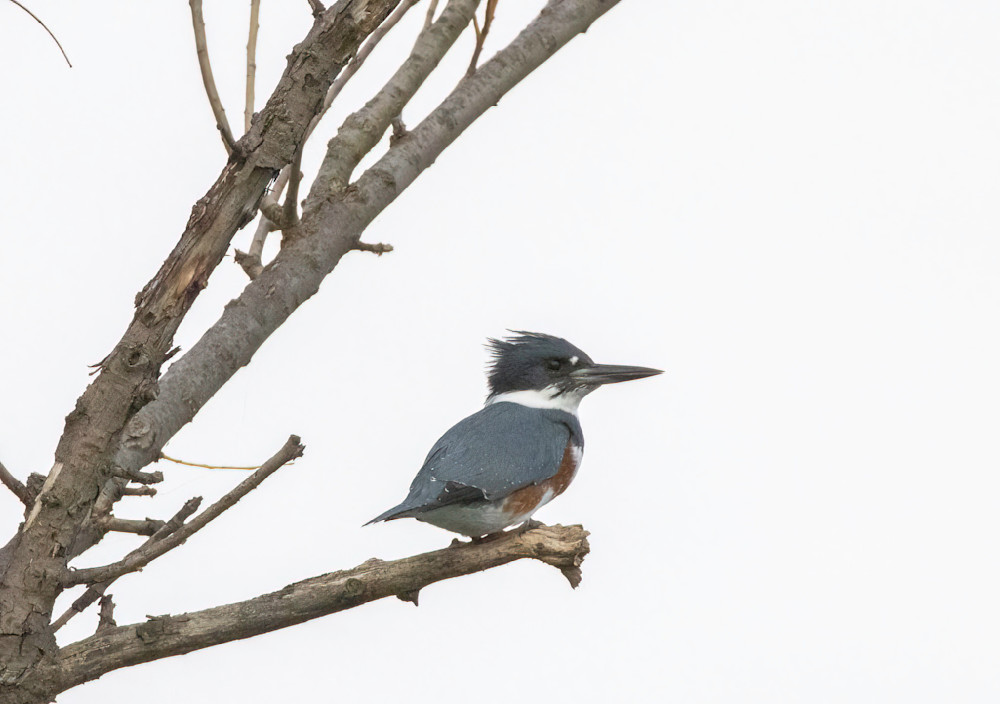 Belted Kingfisher Canandaigua Lagoon Photography Art | CSA Solutions