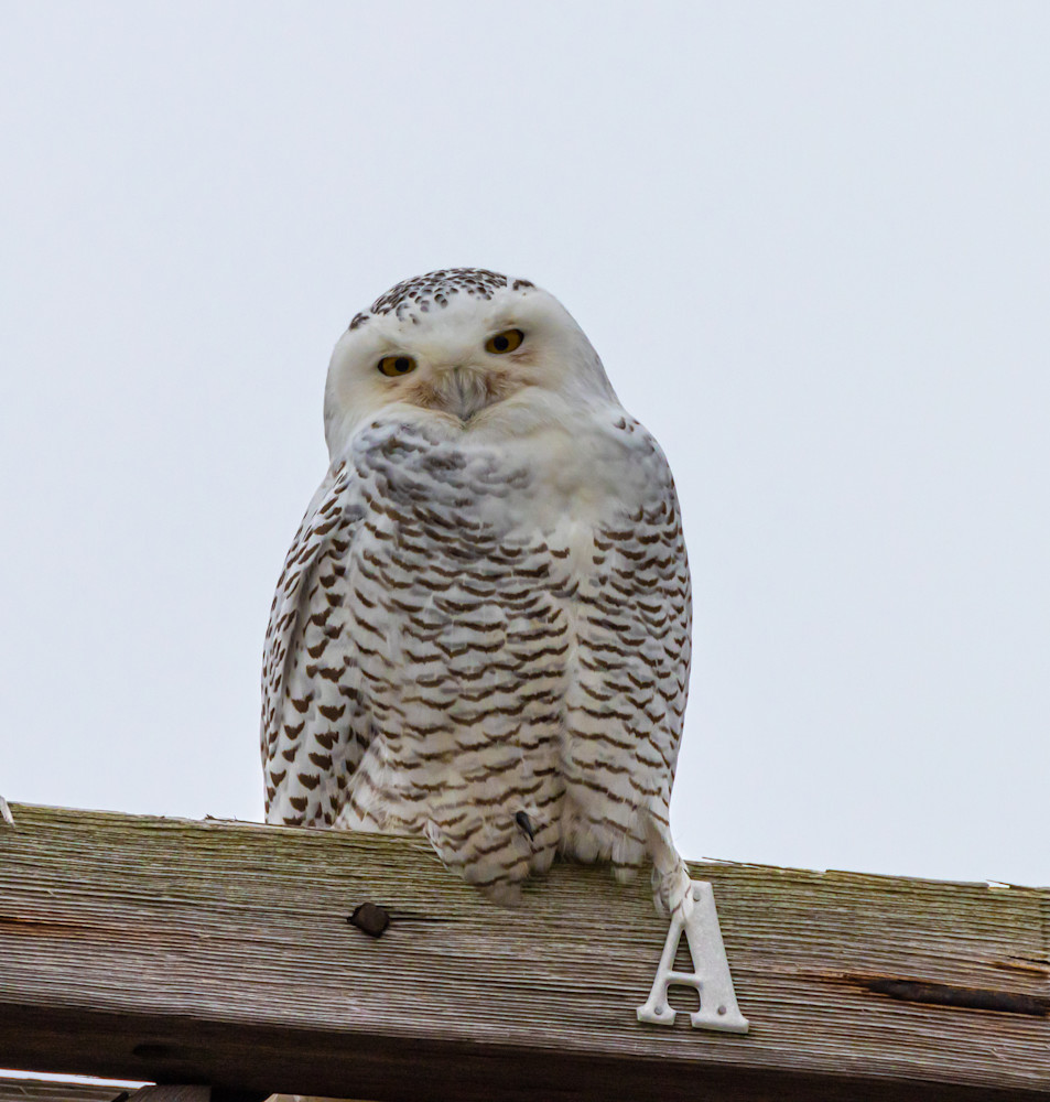 Snowy White Owl Photography Art | CSA Solutions