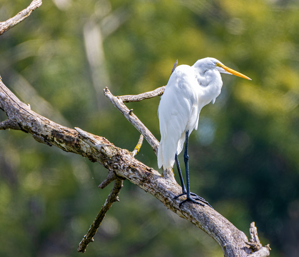White Egret Up A Tree Photography Art | CSA Solutions