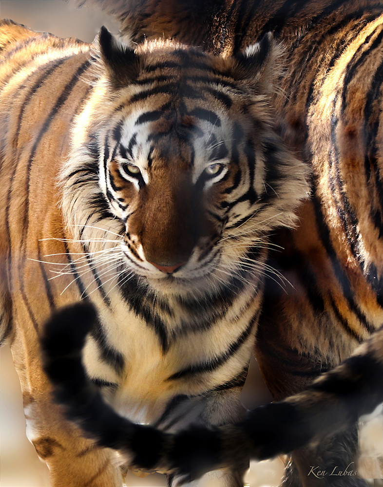 Tiger Tail Photography Art | Art Beyond Control