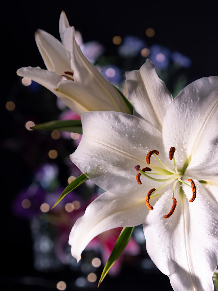 Lilies in the Night