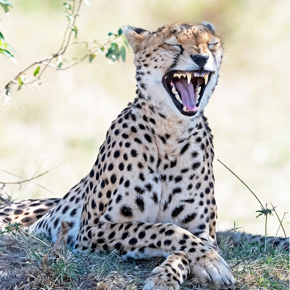Cheetah Laughing, Janet Ogren Wildlife Photography