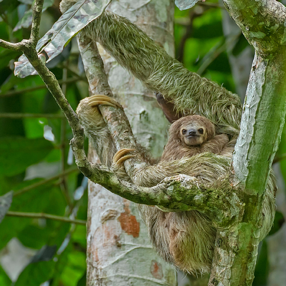 Baby Sloth-Costa Rica, JAnet Ogren