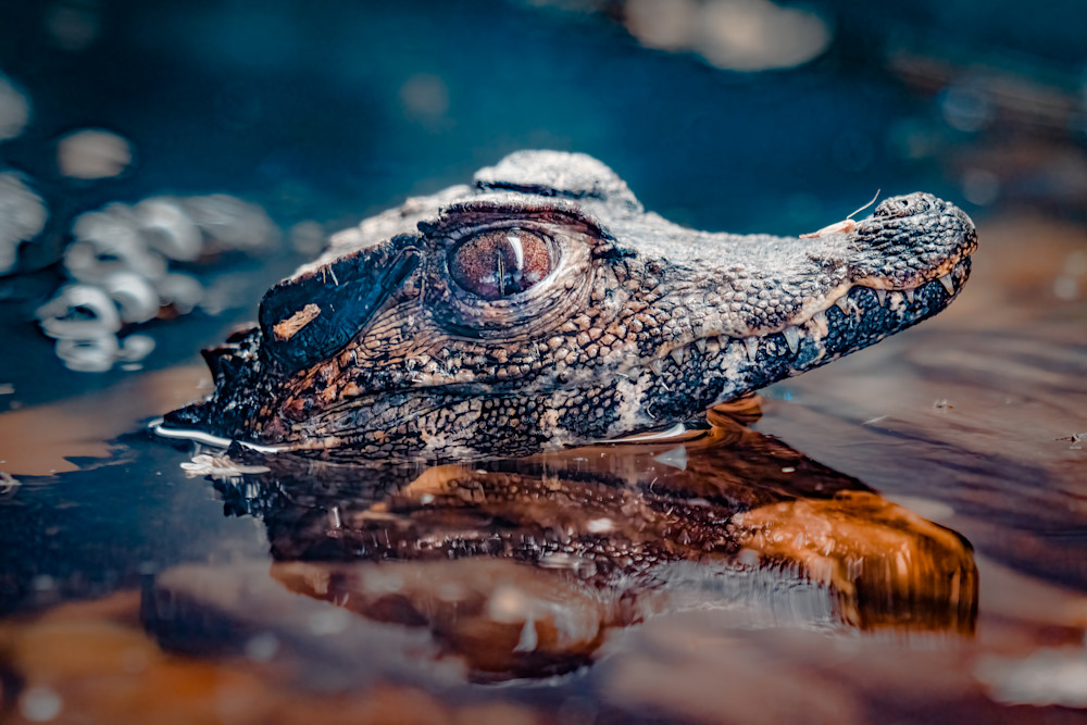 Alligator Photograph with Autumn Colors