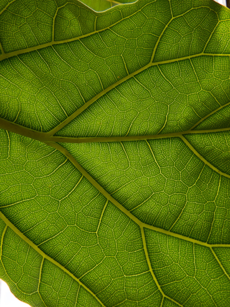 Green Leaf Structure | Macro Images