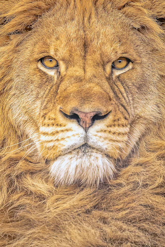 The Lion King Photography Art | rgbwall.art