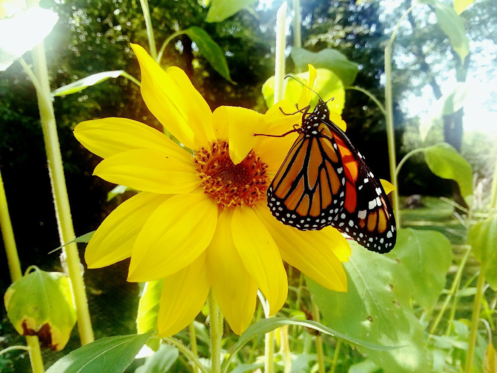 Sunshine Landing .Monarch Photo By Abigail In The Garden Art | Abigail Engstrand Art