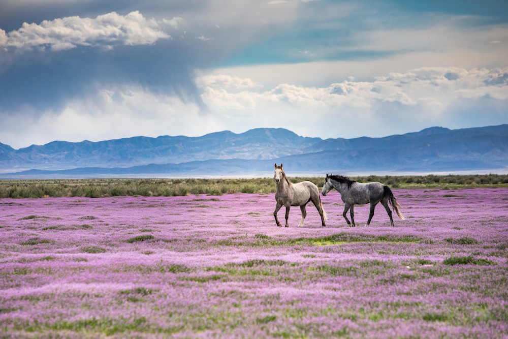 Horses In The Desert Bloom Photography Art | Brokk Mowrey Photography