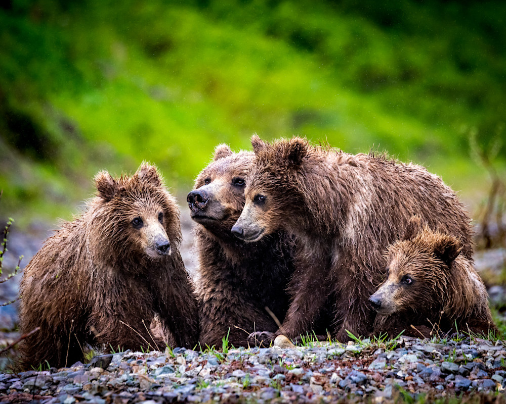 Family Rest  Brown Bear Family Photography Art | Colorado Born Images 