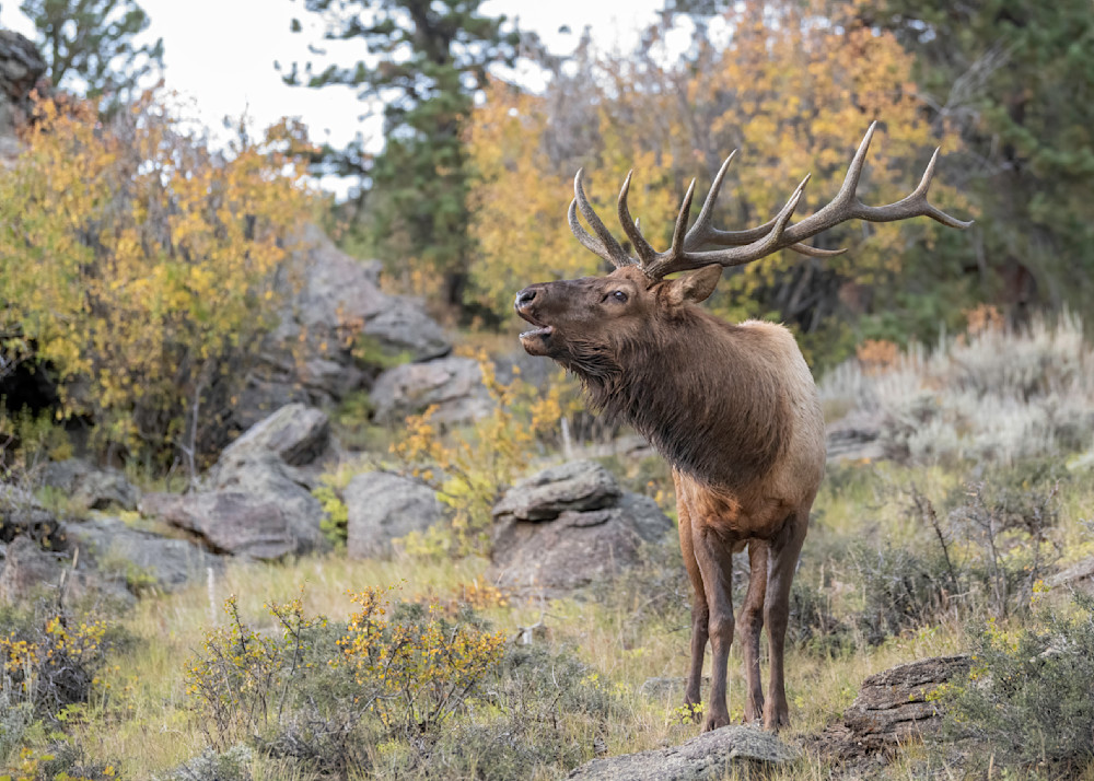 Bugling Rocky Mountain Bull Elk Amongst Aspen, Rocky Mountain National Park Photography Art | Tom Ingram Photography