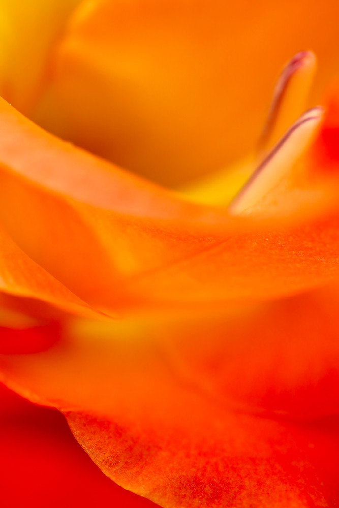 Tangerine Encore, abstract photos / Susan Rangitsch Photography