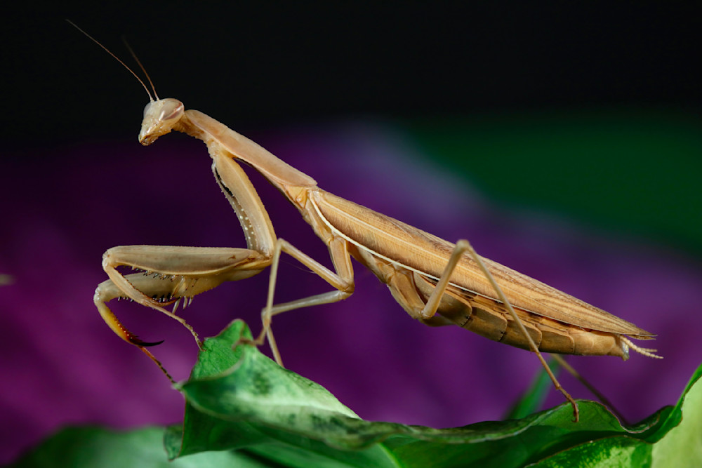 Mantis in Prayer Pose, macro photos / Susan Rangitsch Photography