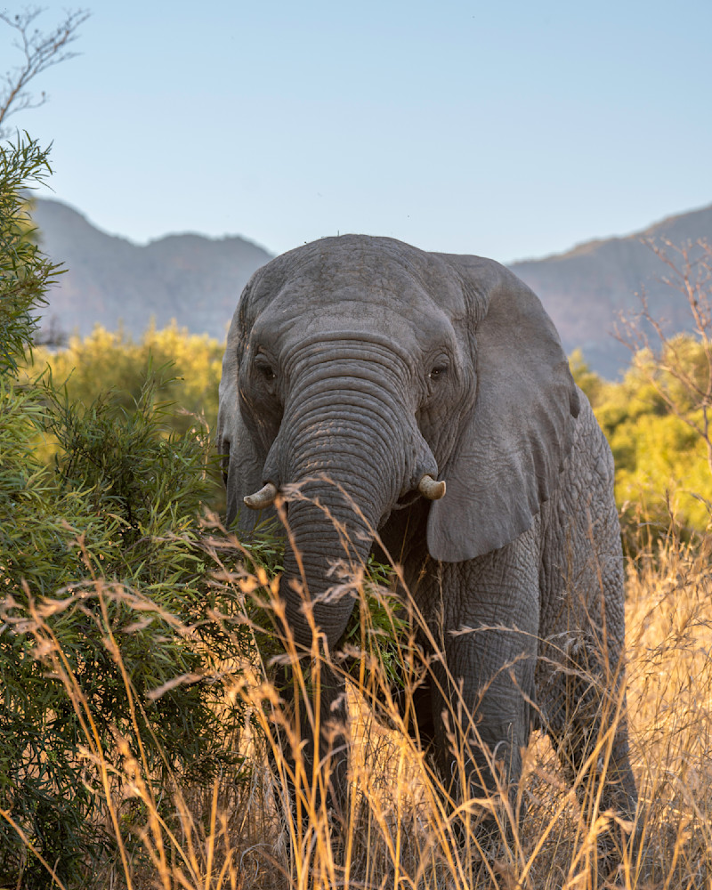 Grazing Elephant Photography Art | Dick Nagel Photography