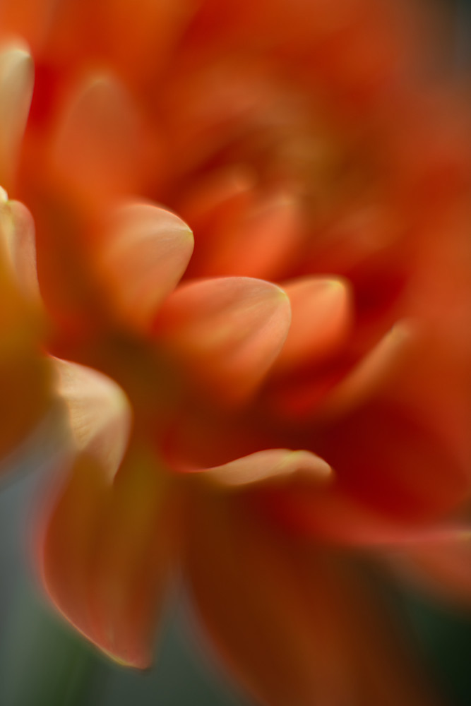 Stunning Abstract Floral Print of Orange Dahlia
